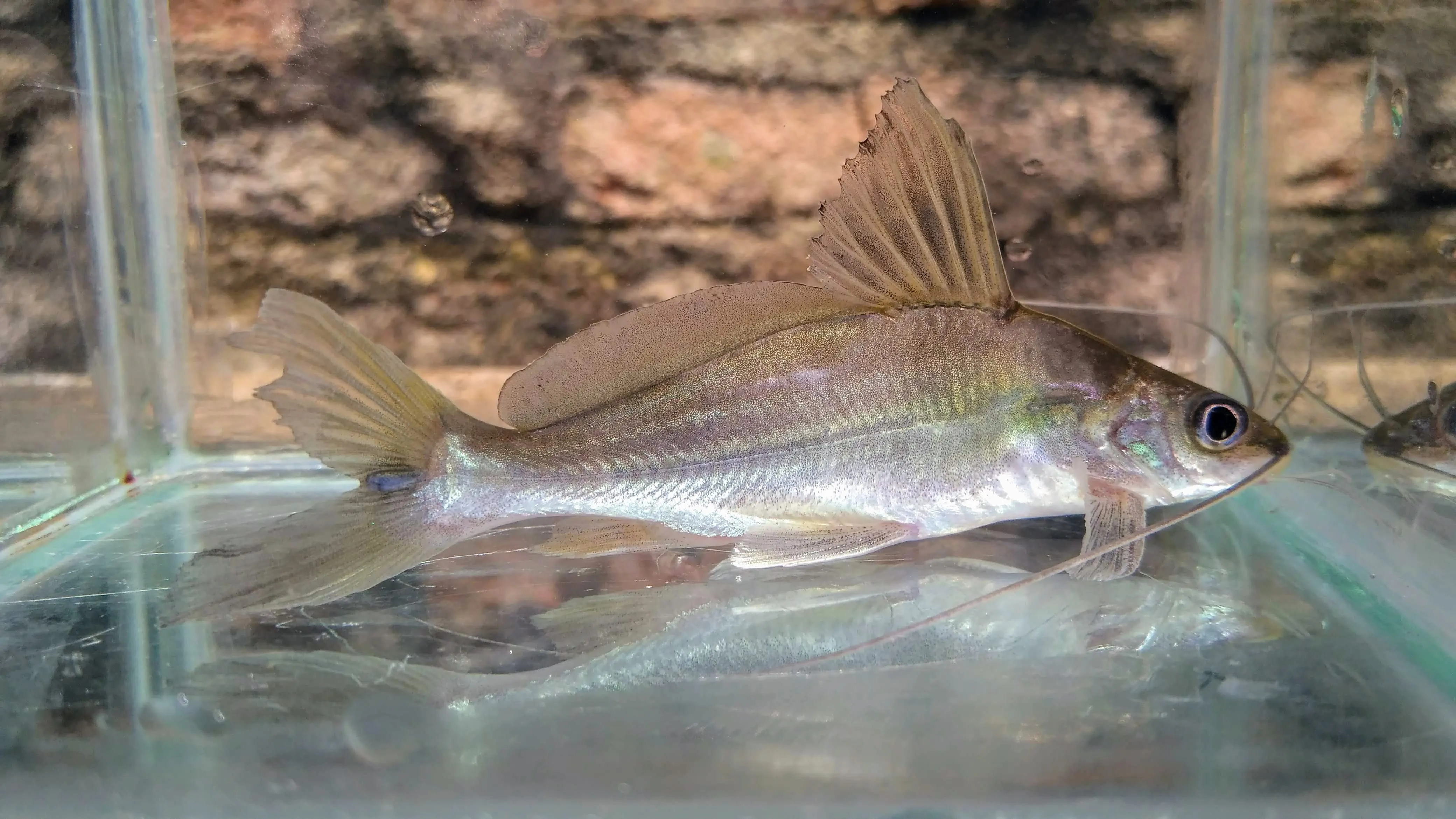 Ikan Keting