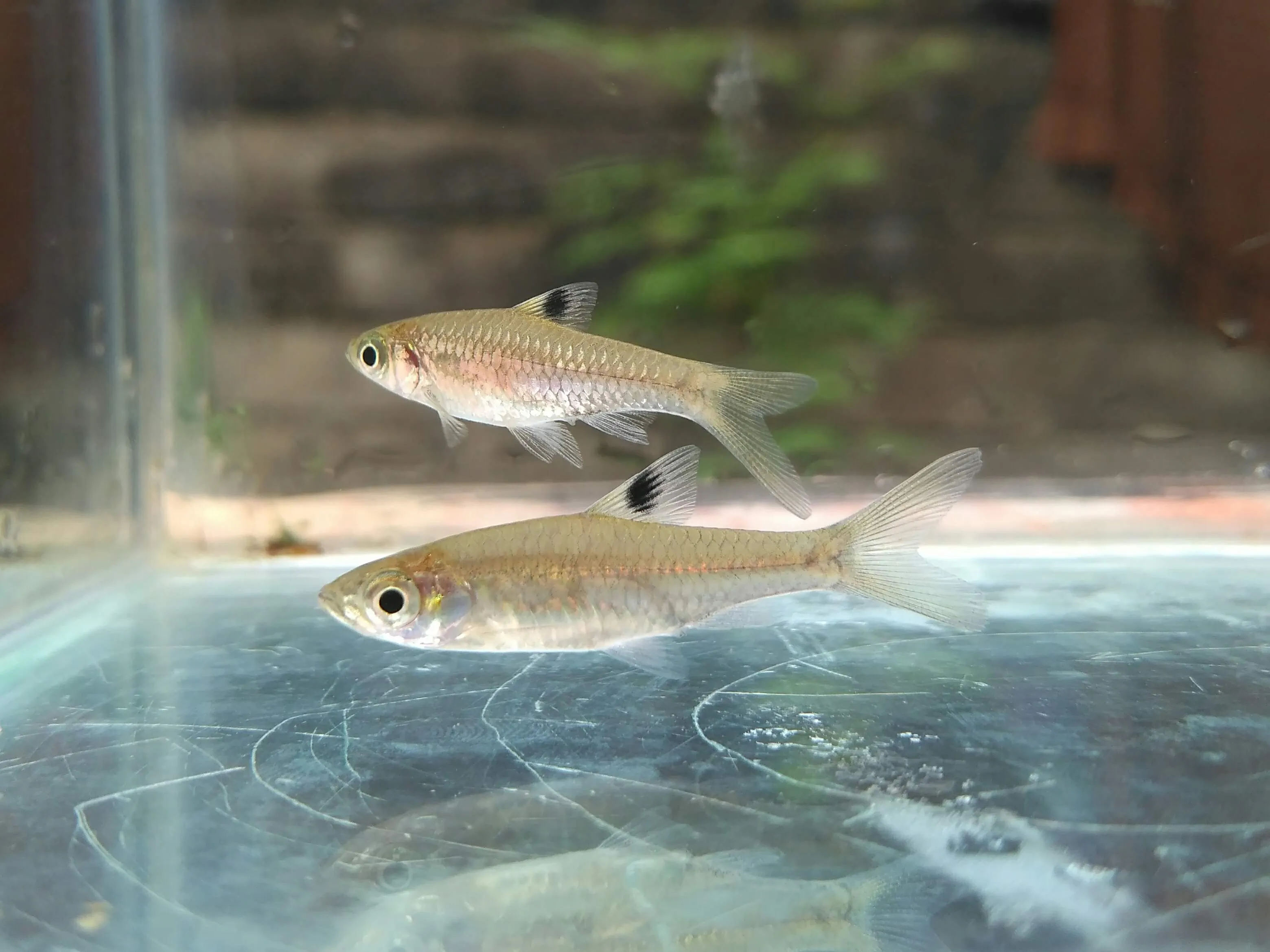 Brevibora cheeya
