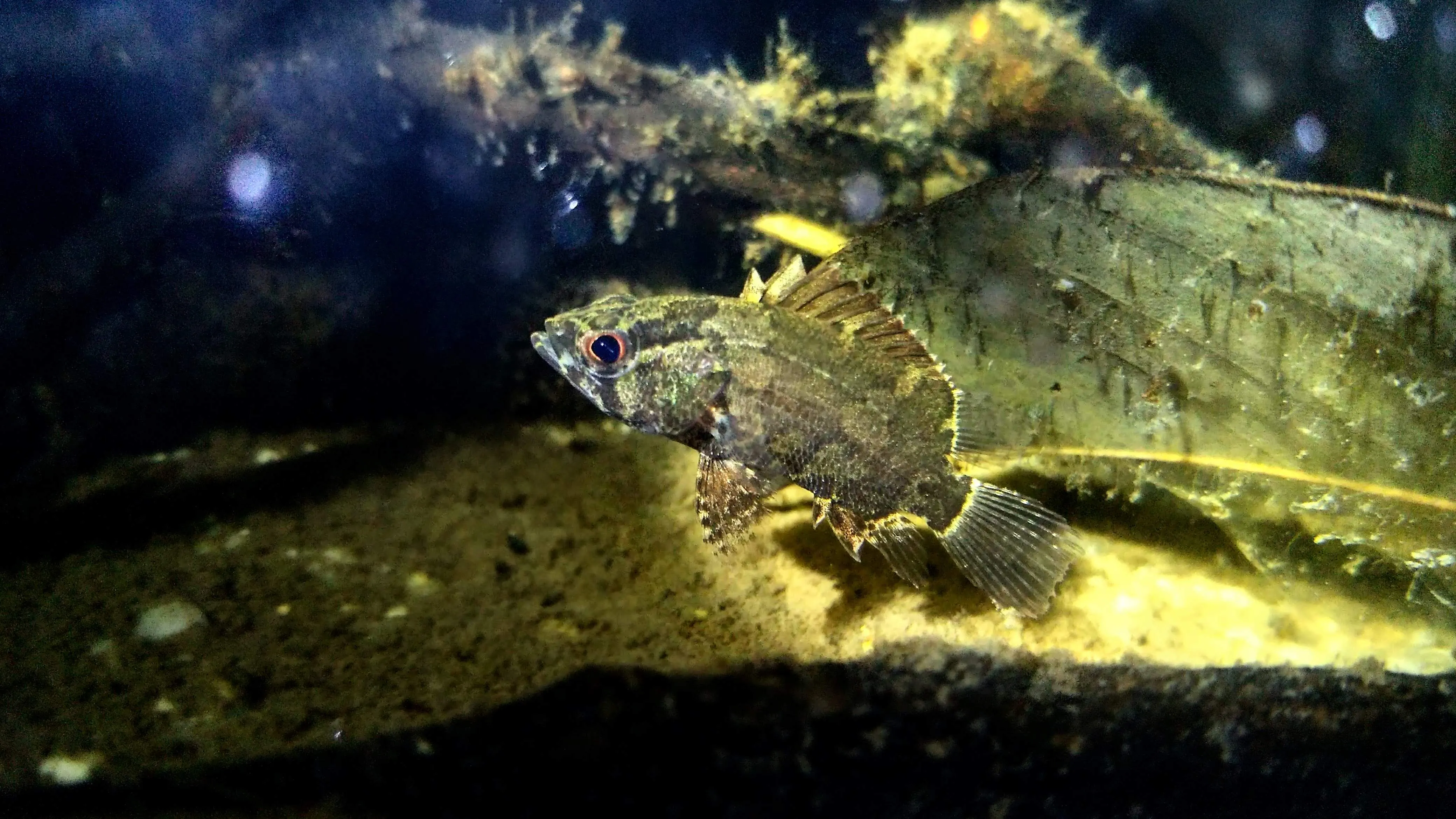 Nandus nebulosus
