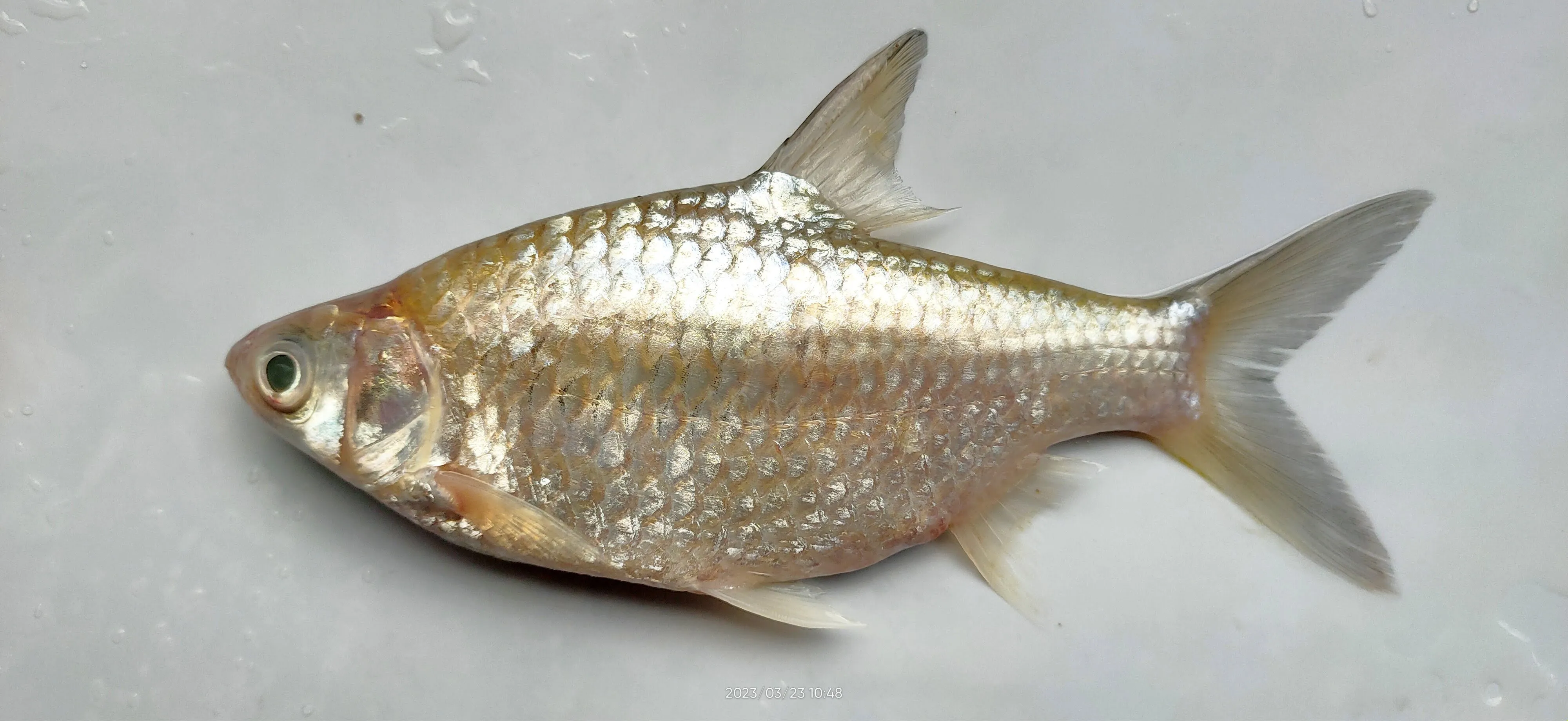 Ikan Tawes