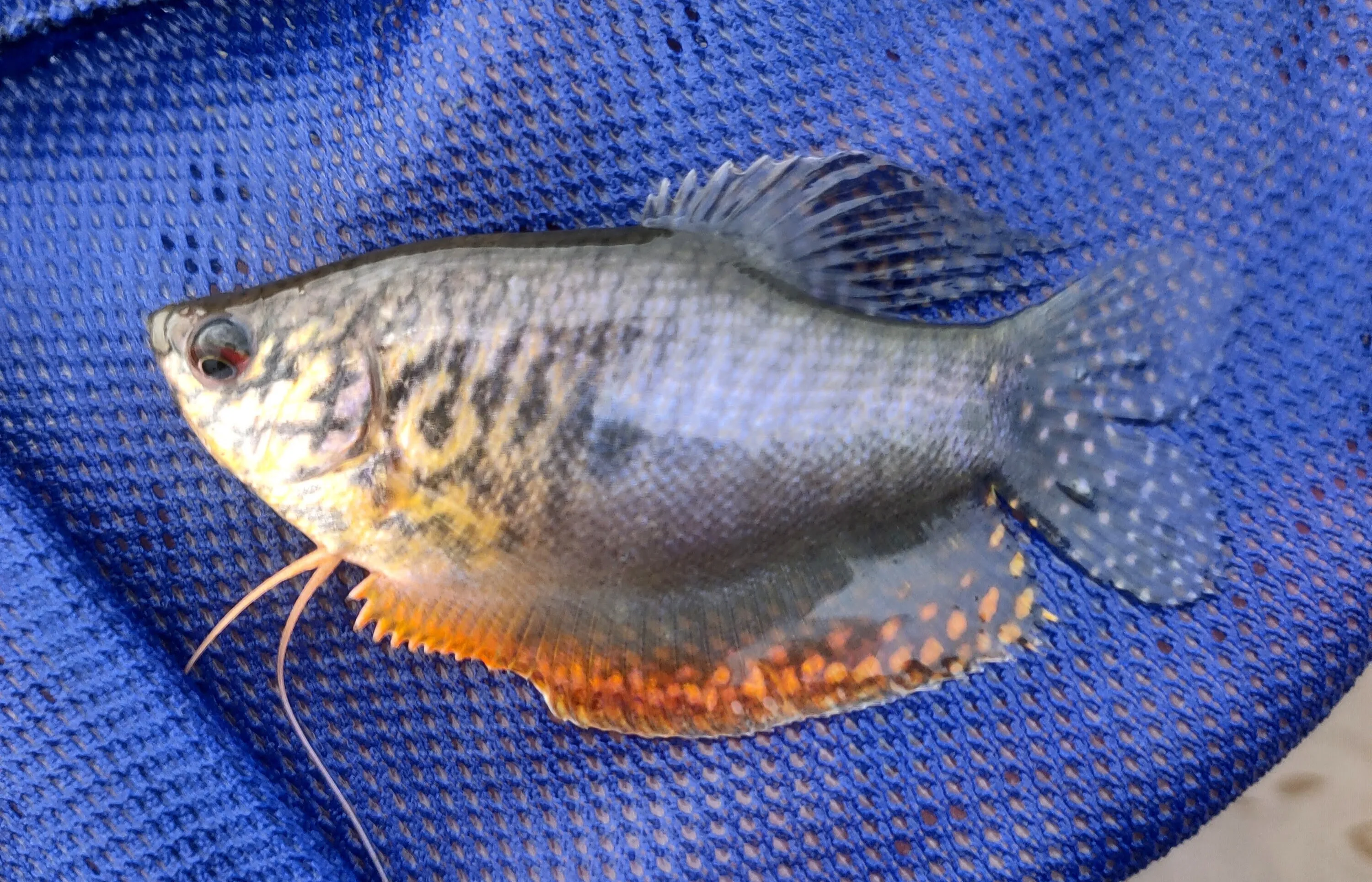 Ikan Sepat