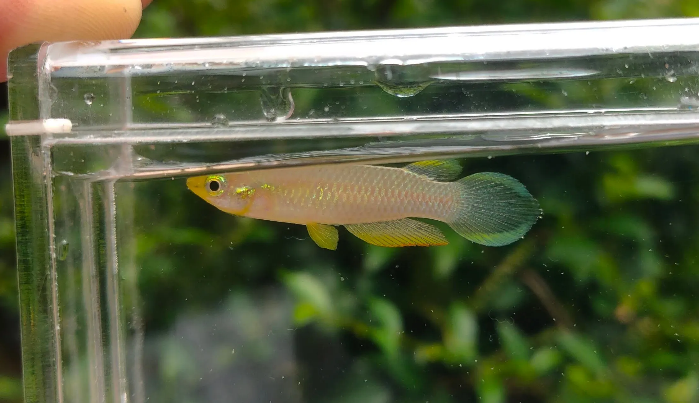 Ikan Kepala Timah