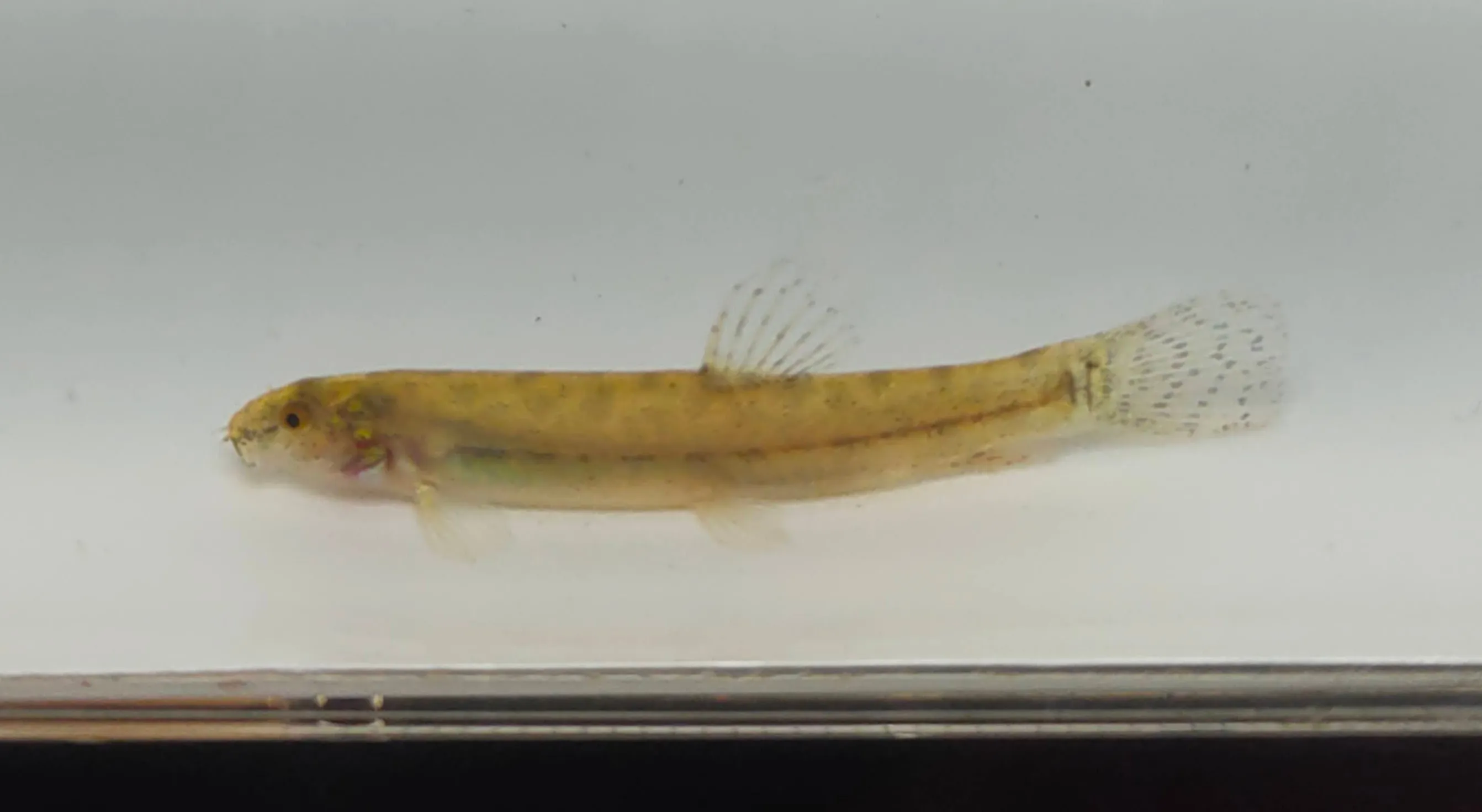Ikan uceng