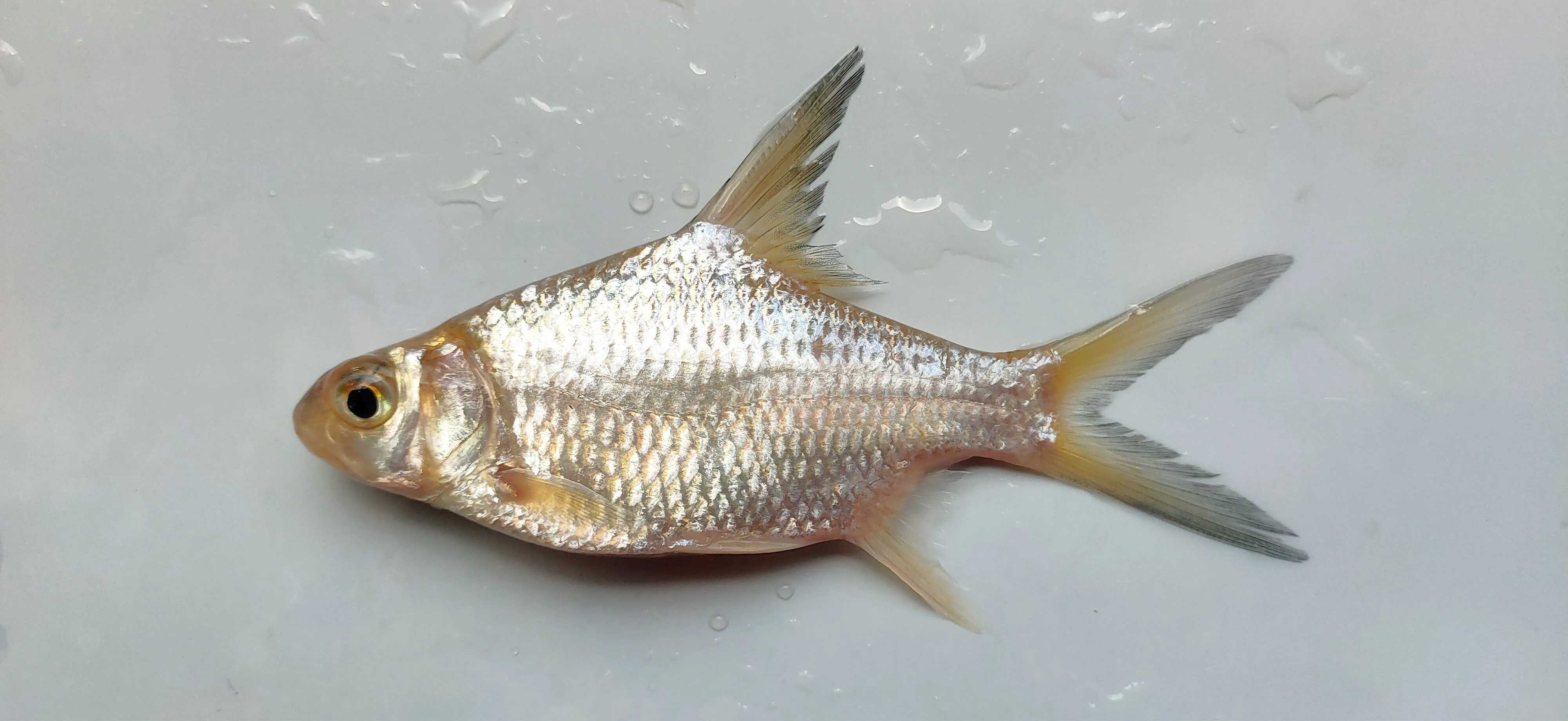 Ikan pepah