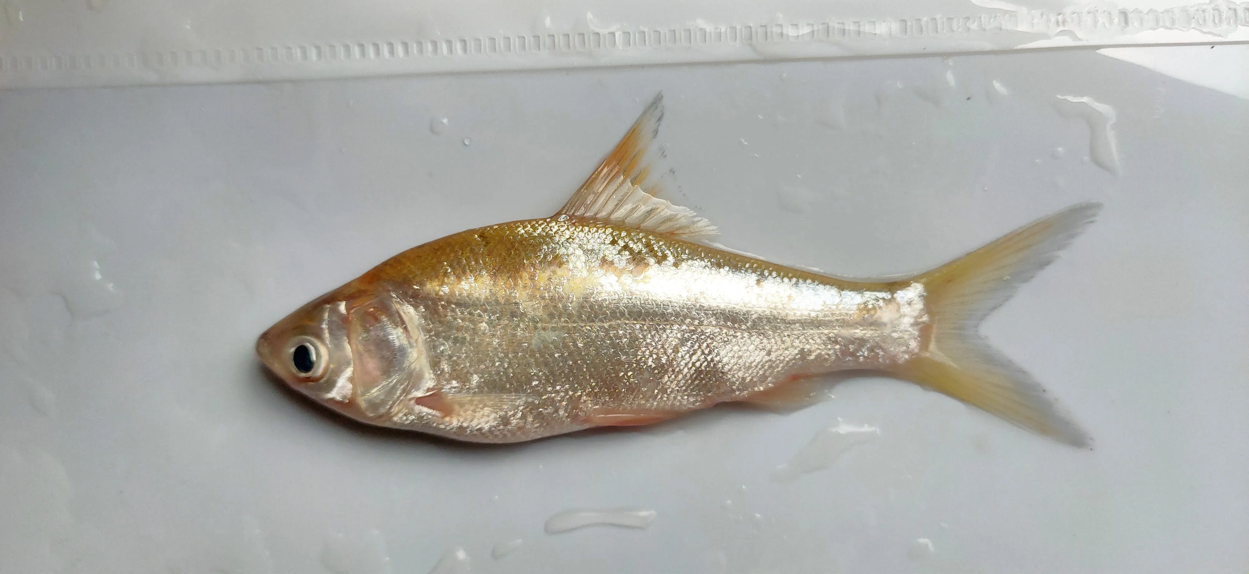 Ikan Motan