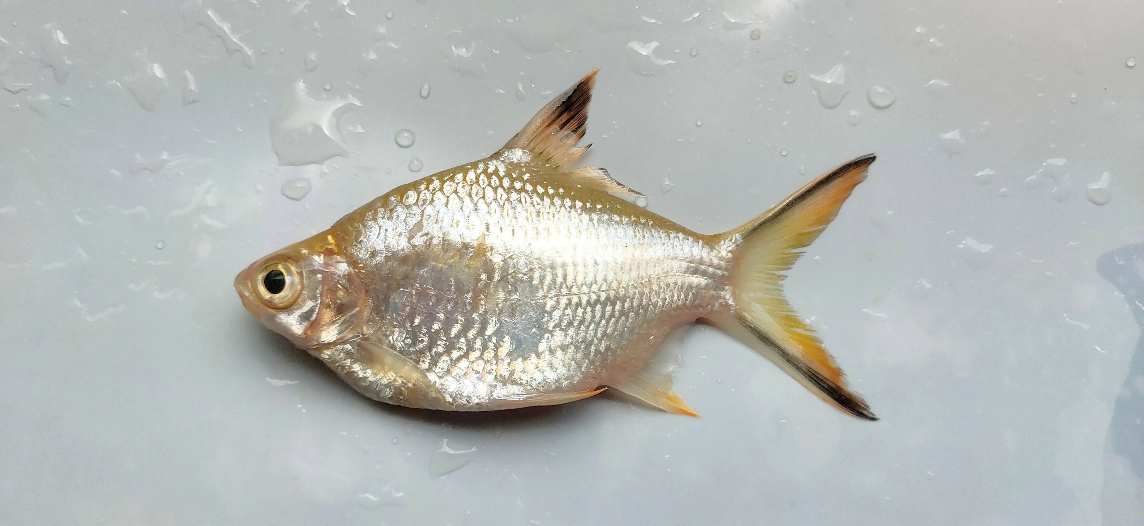 Ikan Lampan