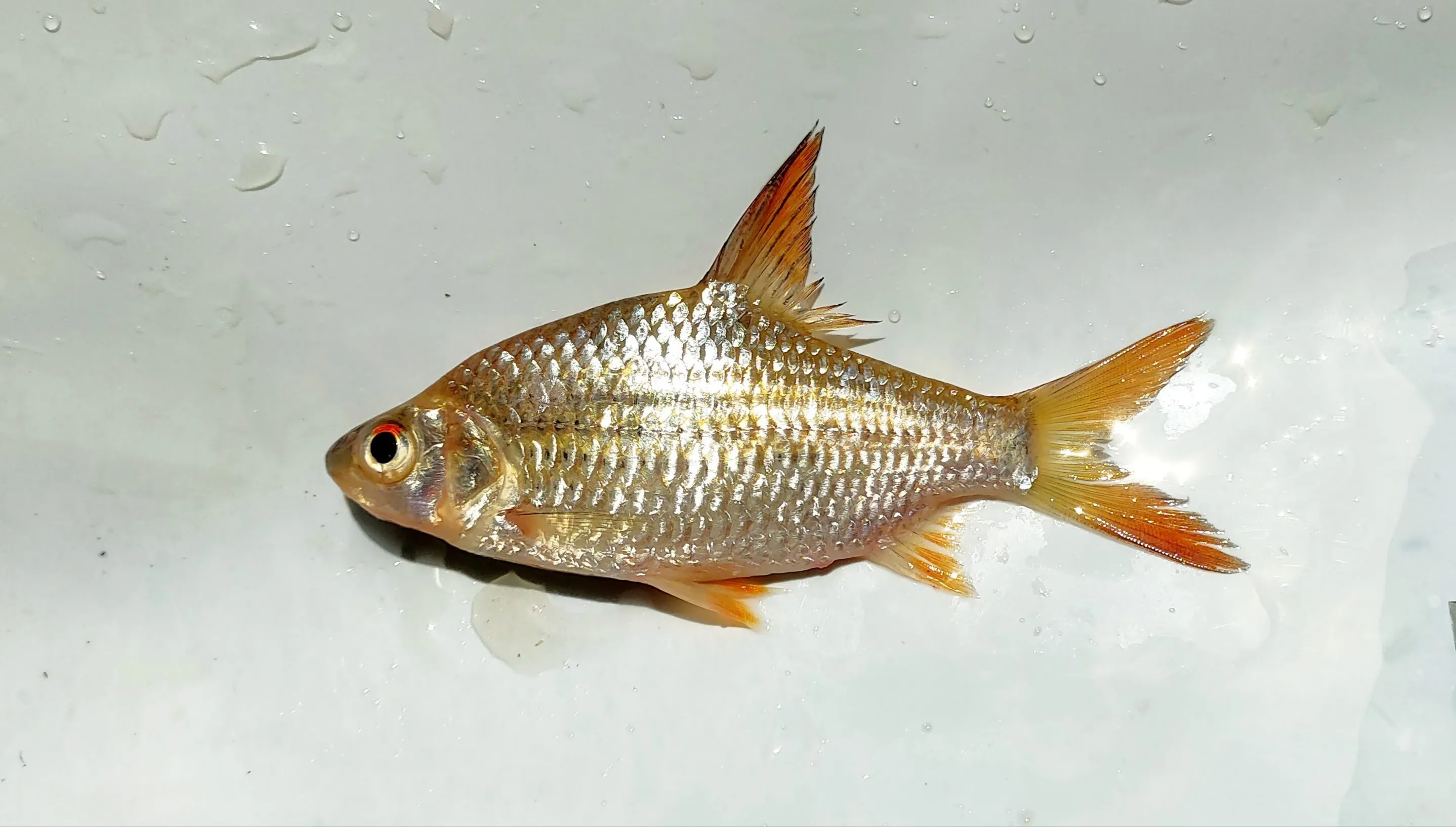 Ikan Keperas