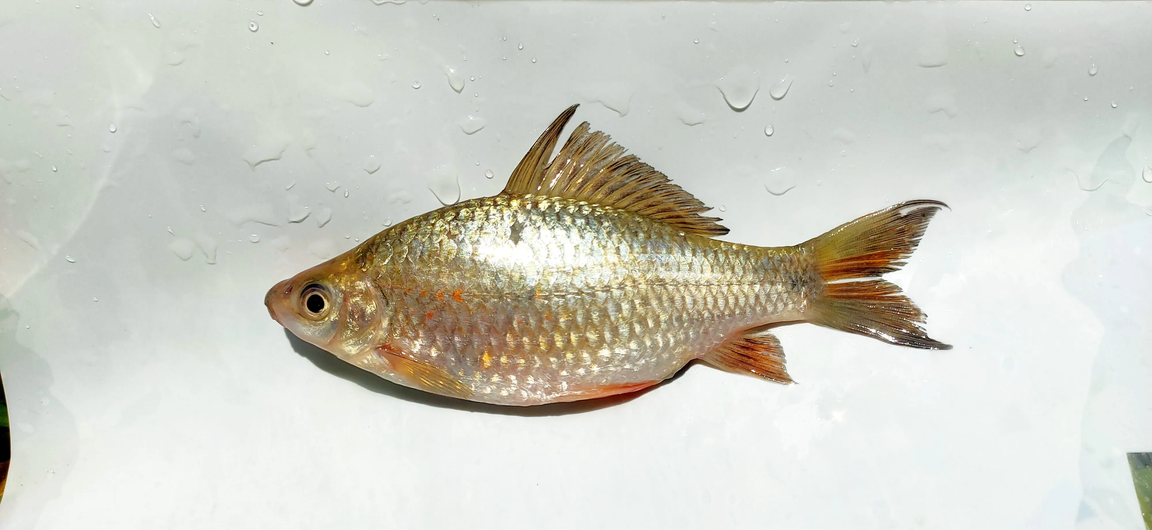 Ikan Nilem