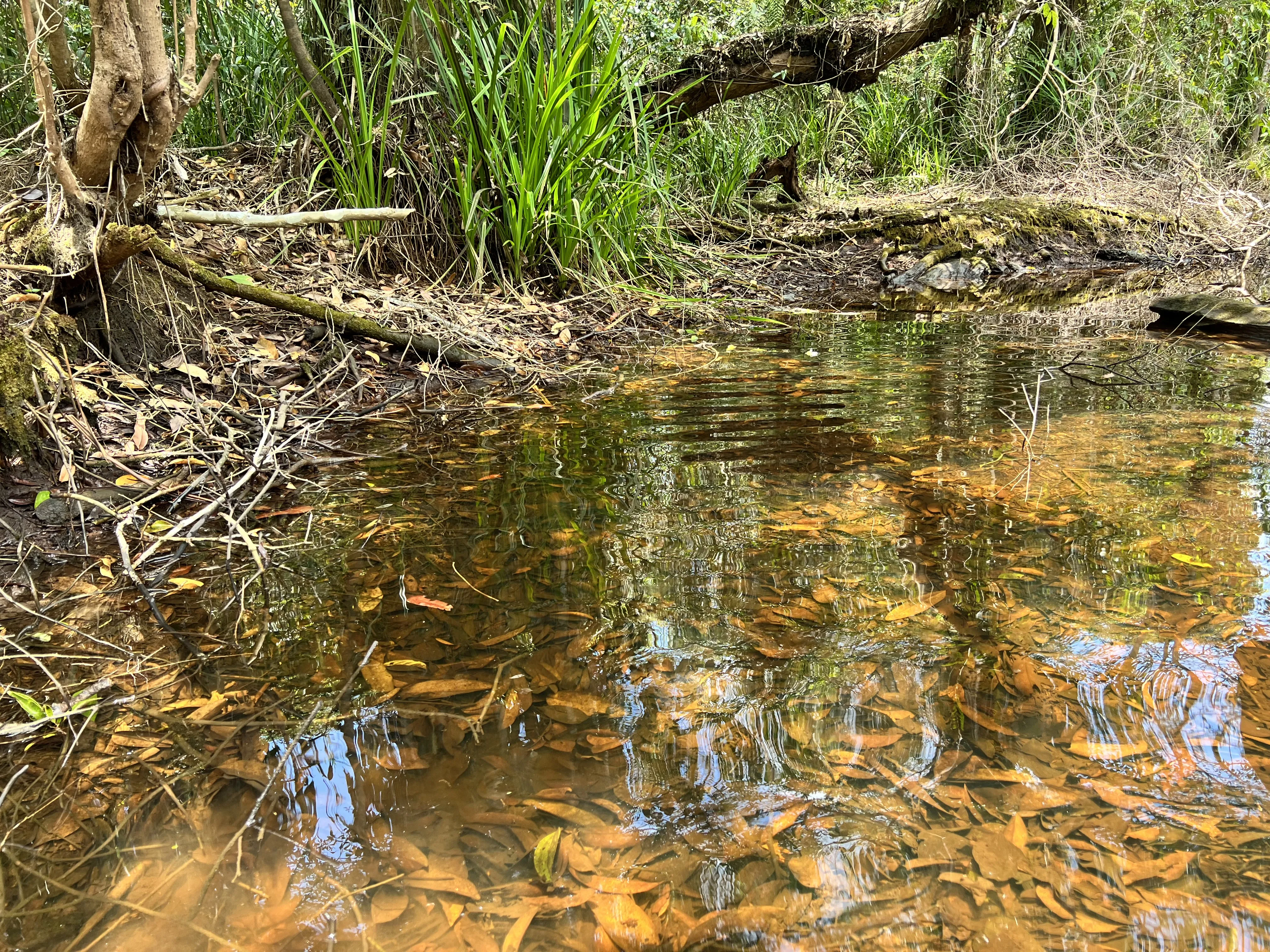 Ikan Biji Kuaci - Habitat