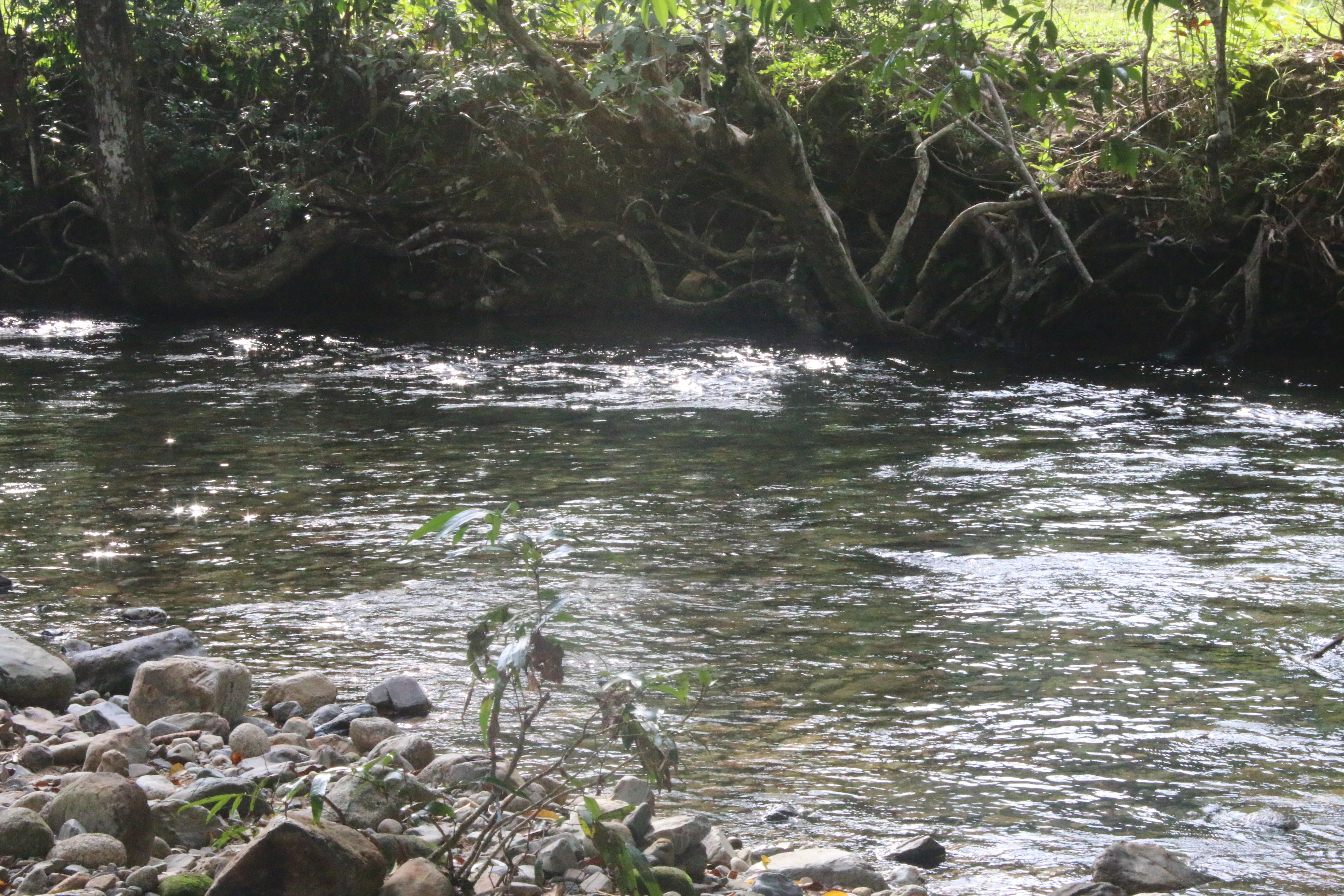 Udang Batu - Habitat