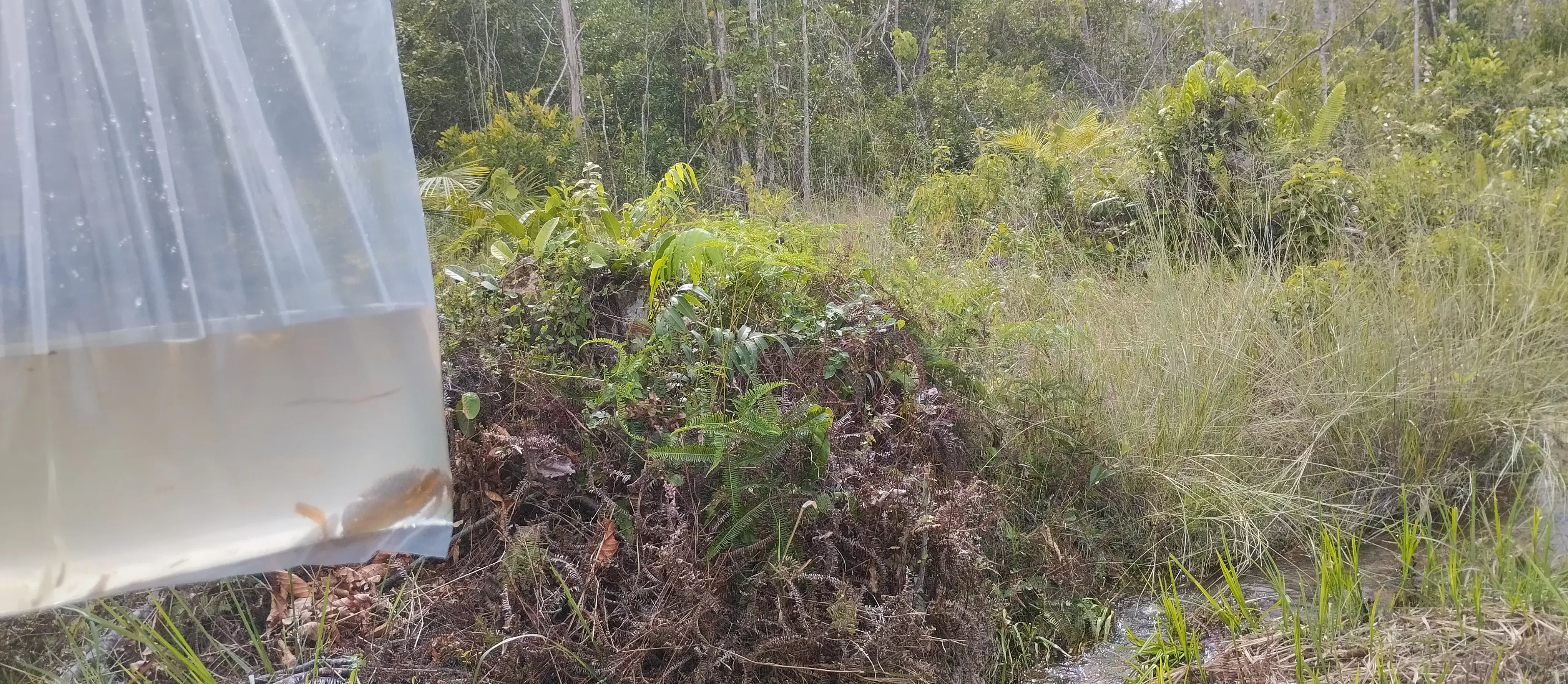 Ikan julung - Habitat