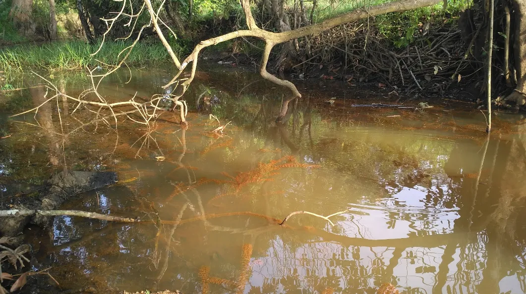 Ikan Cupang rawa - Habitat