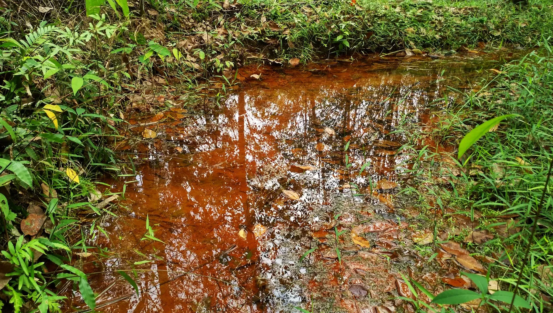 Ikan cupang rawa - Habitat