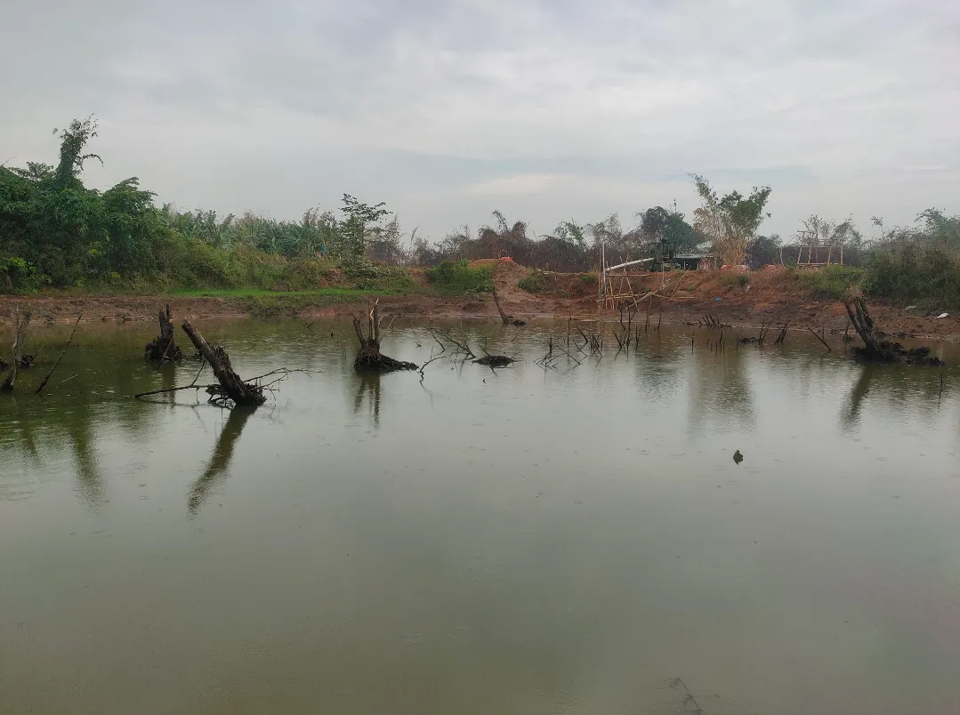 Seluang kaca - Habitat