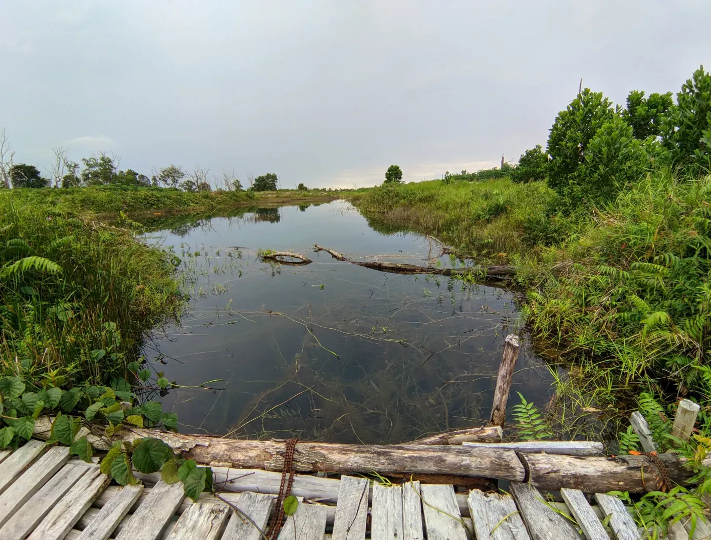 Seluang kurus - Habitat