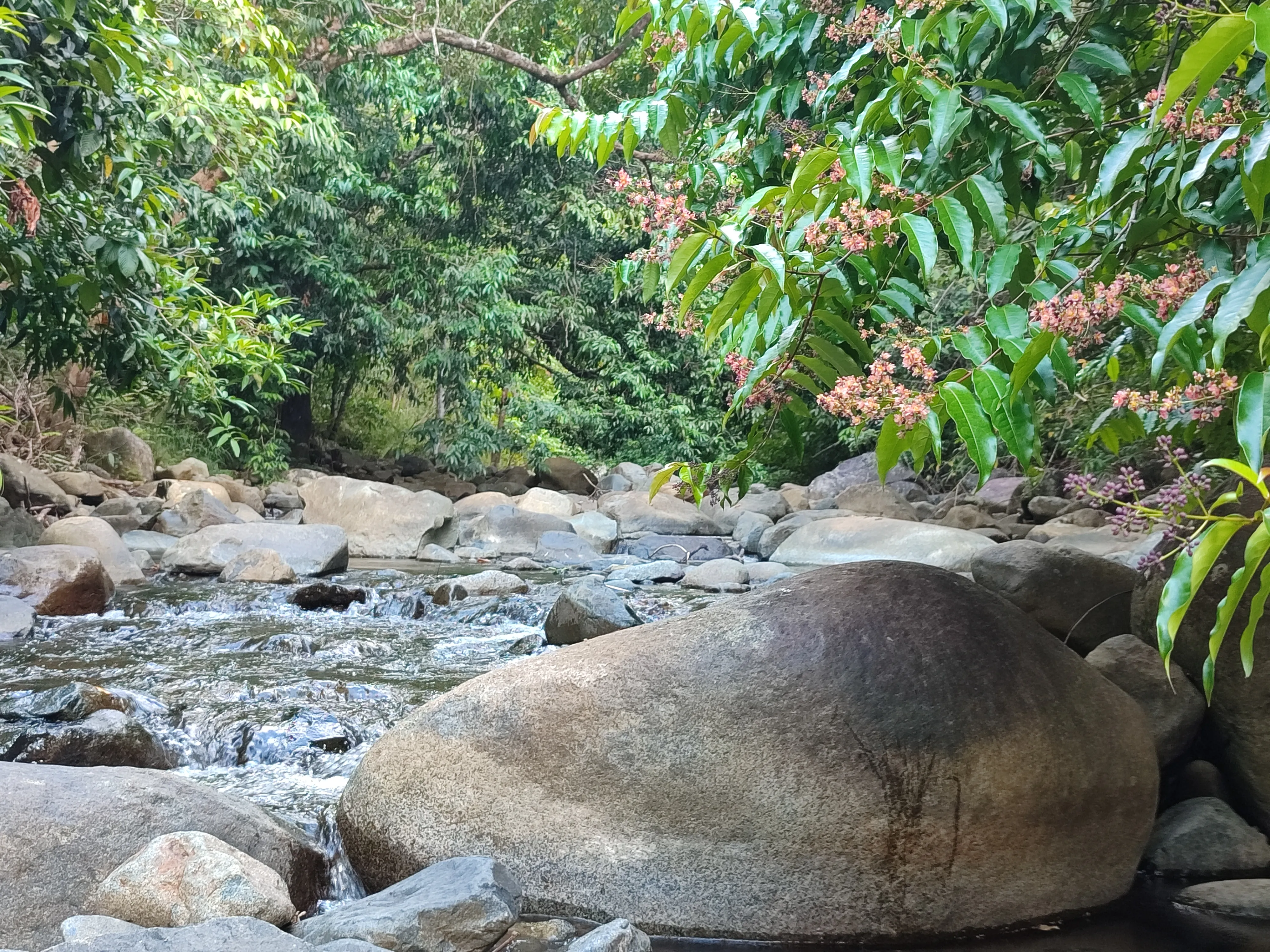 Gigirik Karangan - Habitat