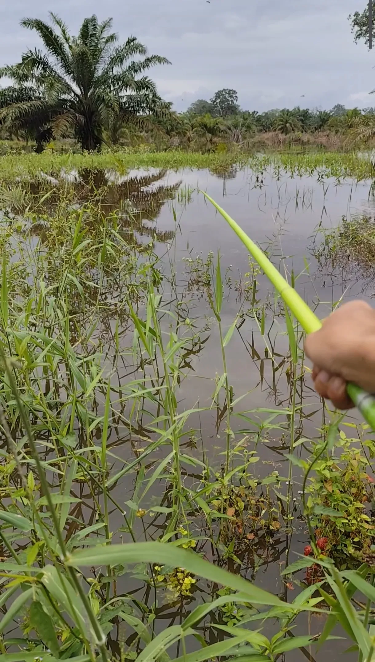 Ikan Jelawat - Habitat