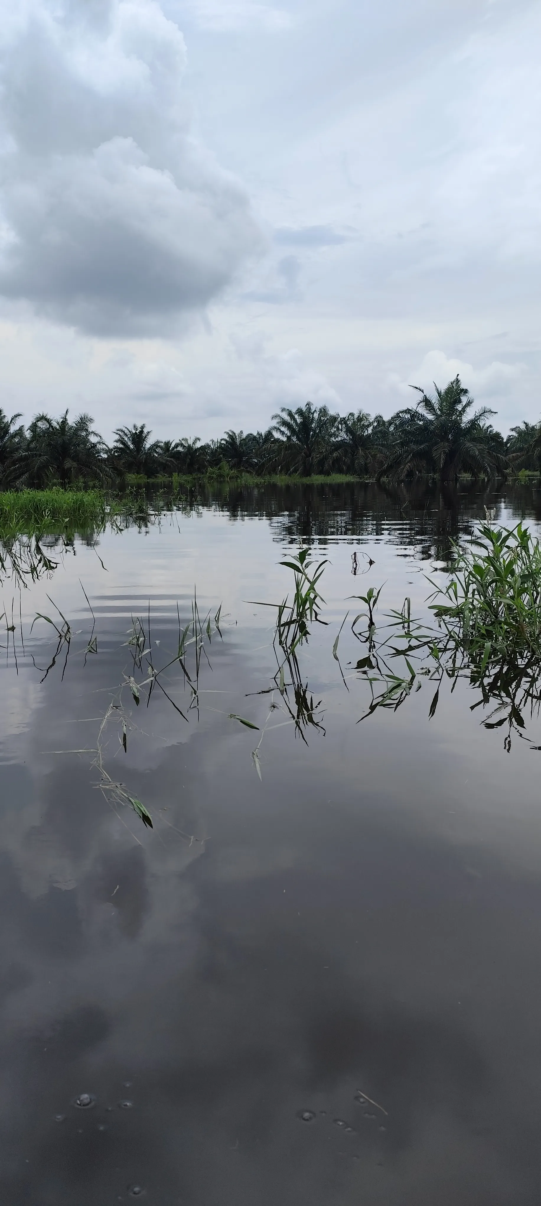 Ikan Juo - Habitat