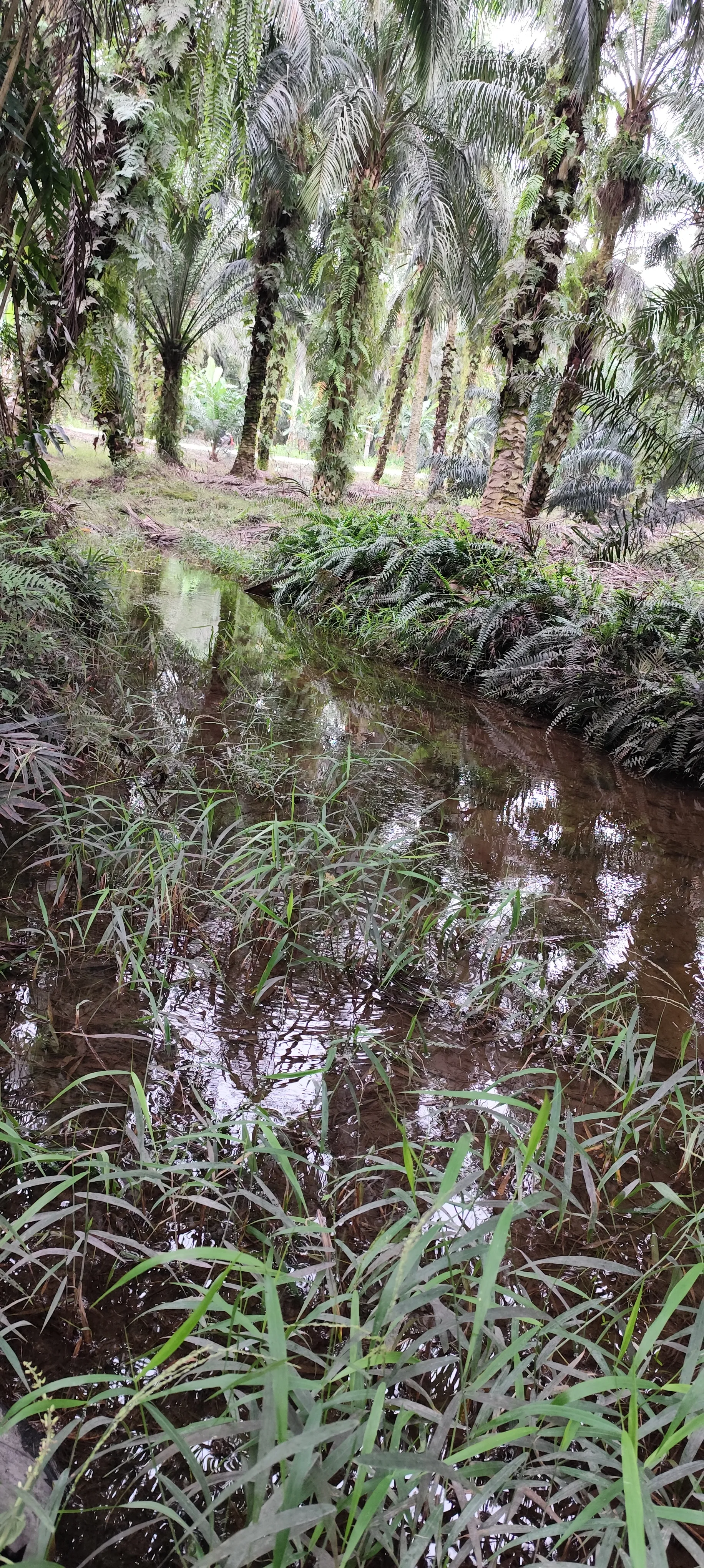 Ikan Daun - Habitat