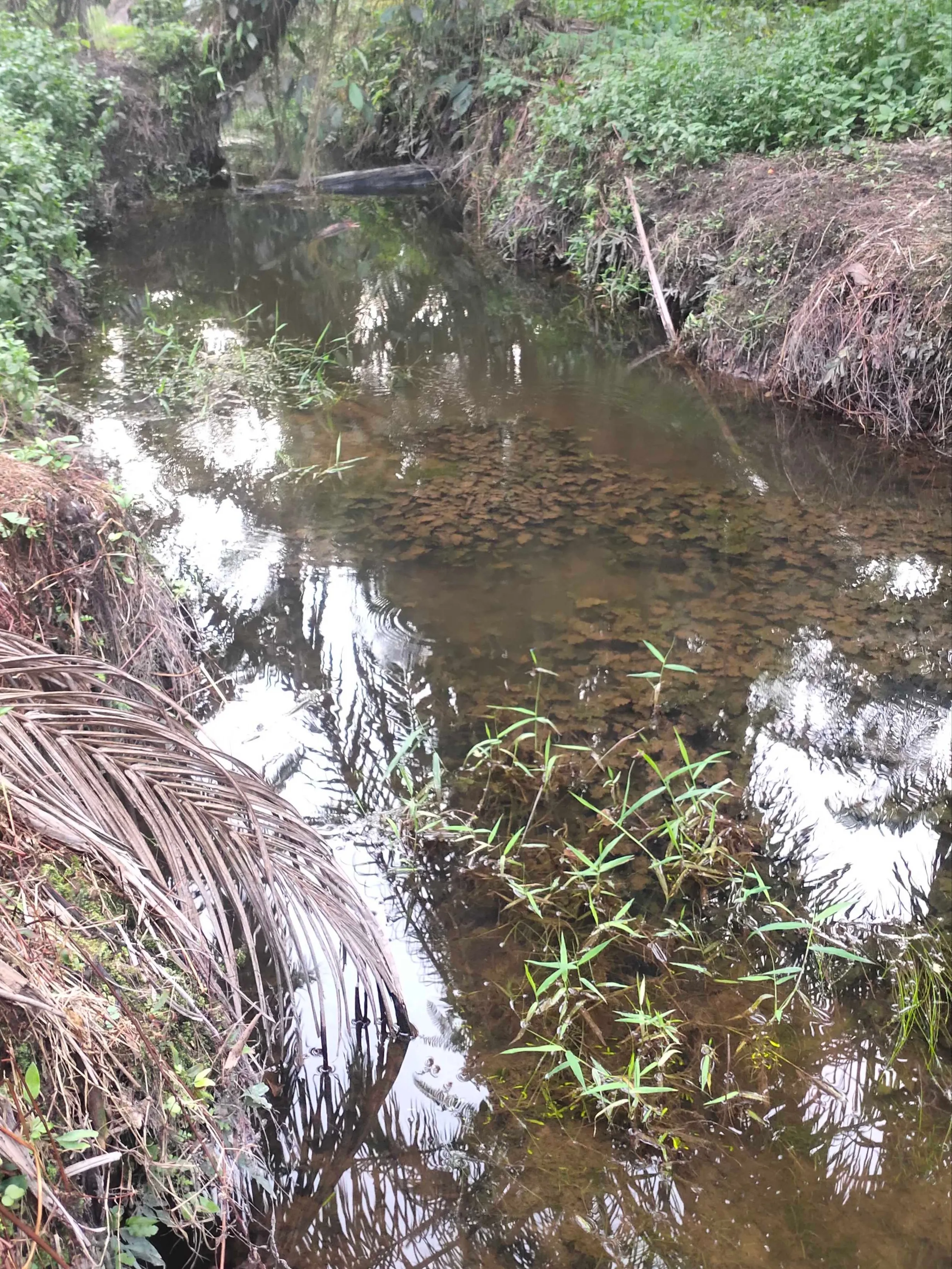 Ikan Selincah - Habitat