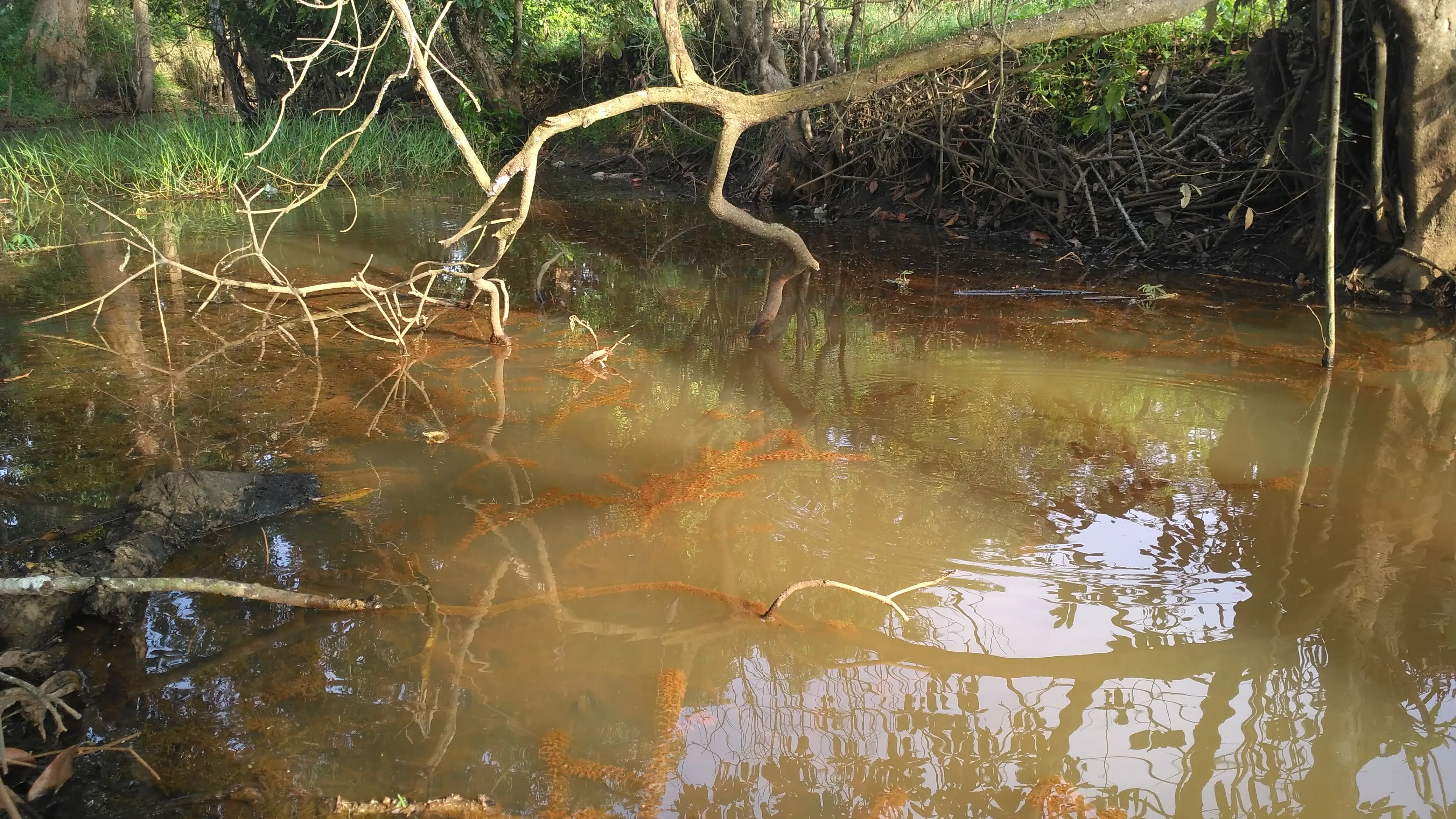 Nandus nebulosus - Habitat