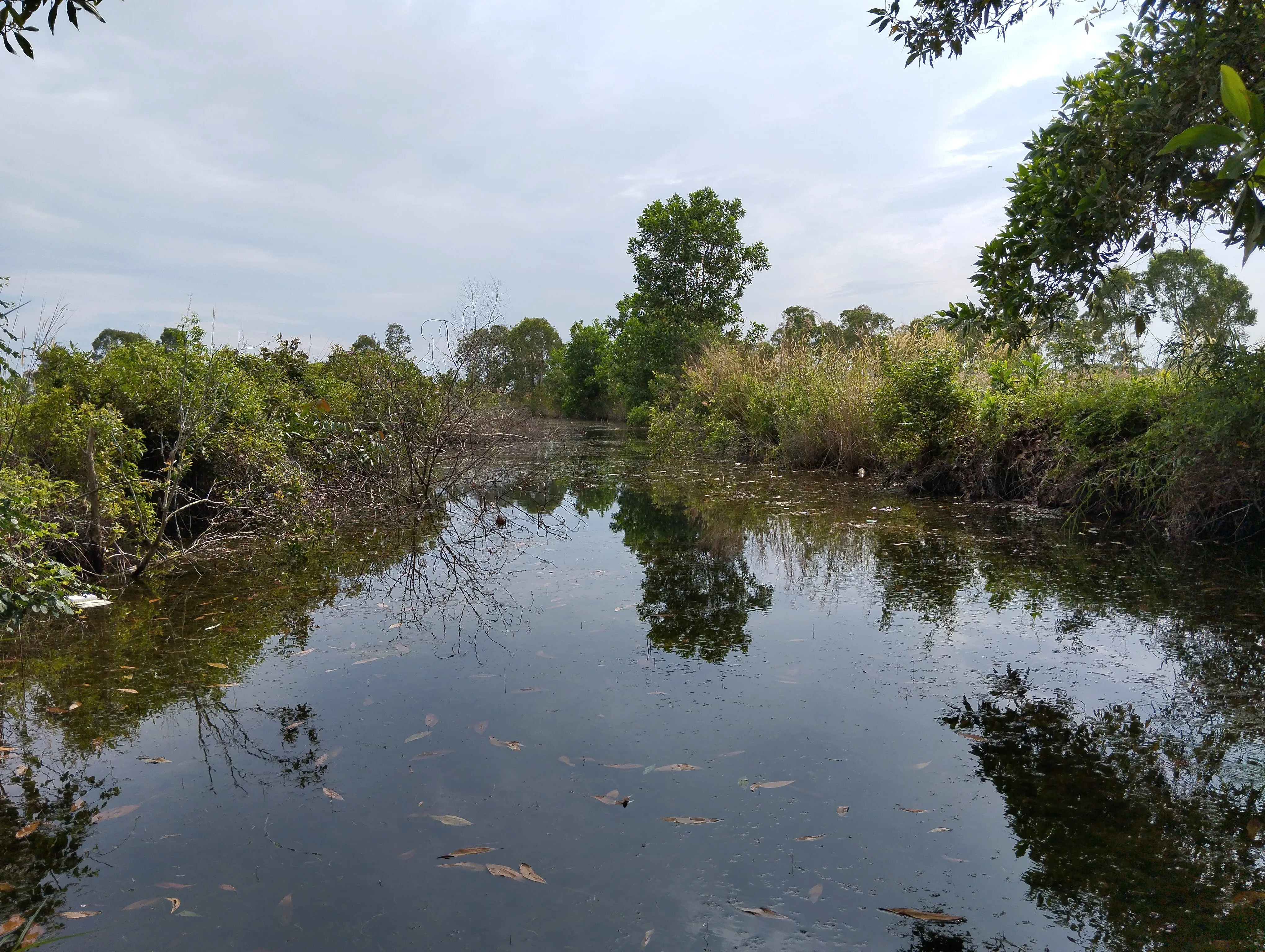 Ikan Sepat - Habitat