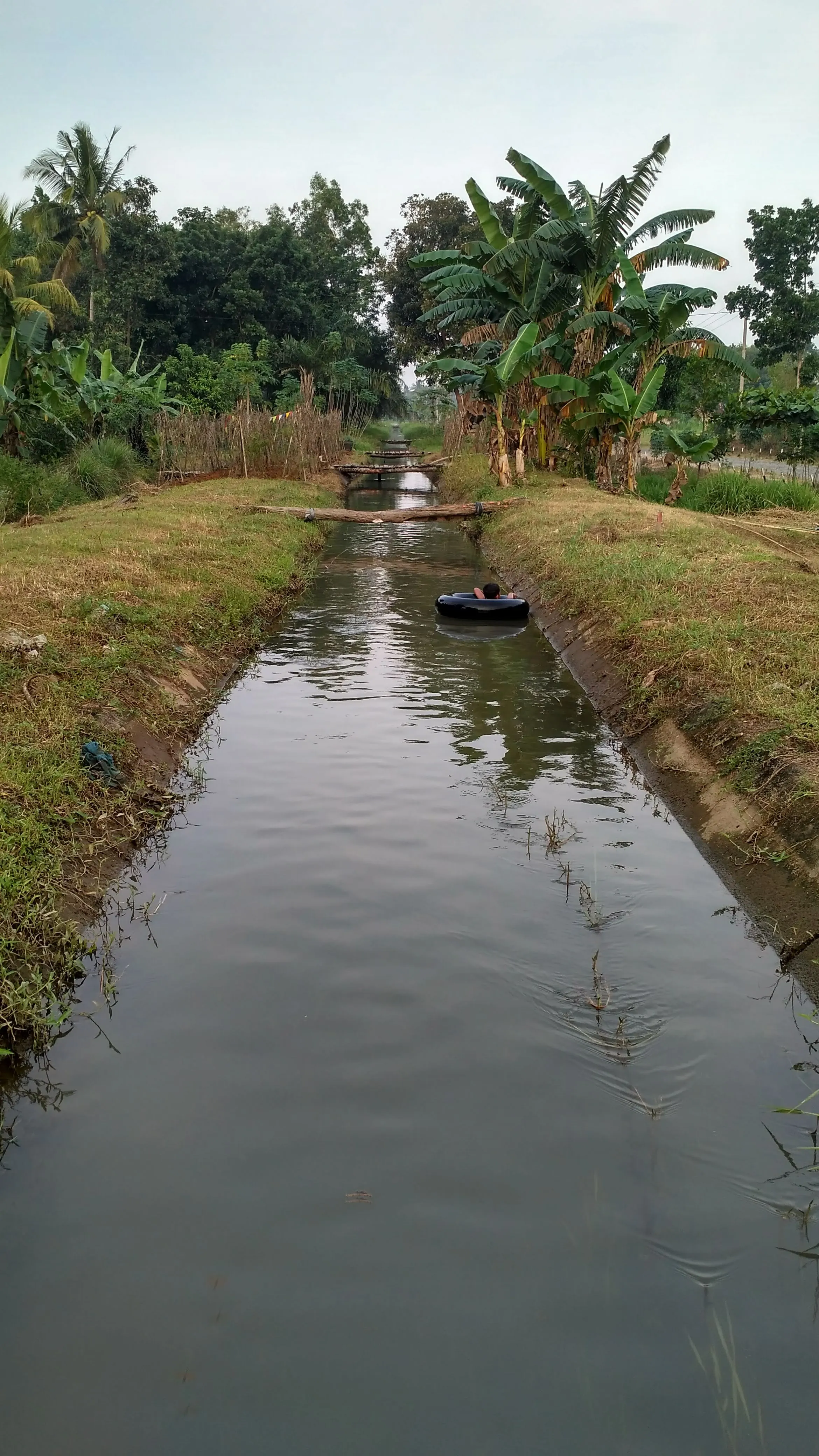 Ikan Tawes - Habitat