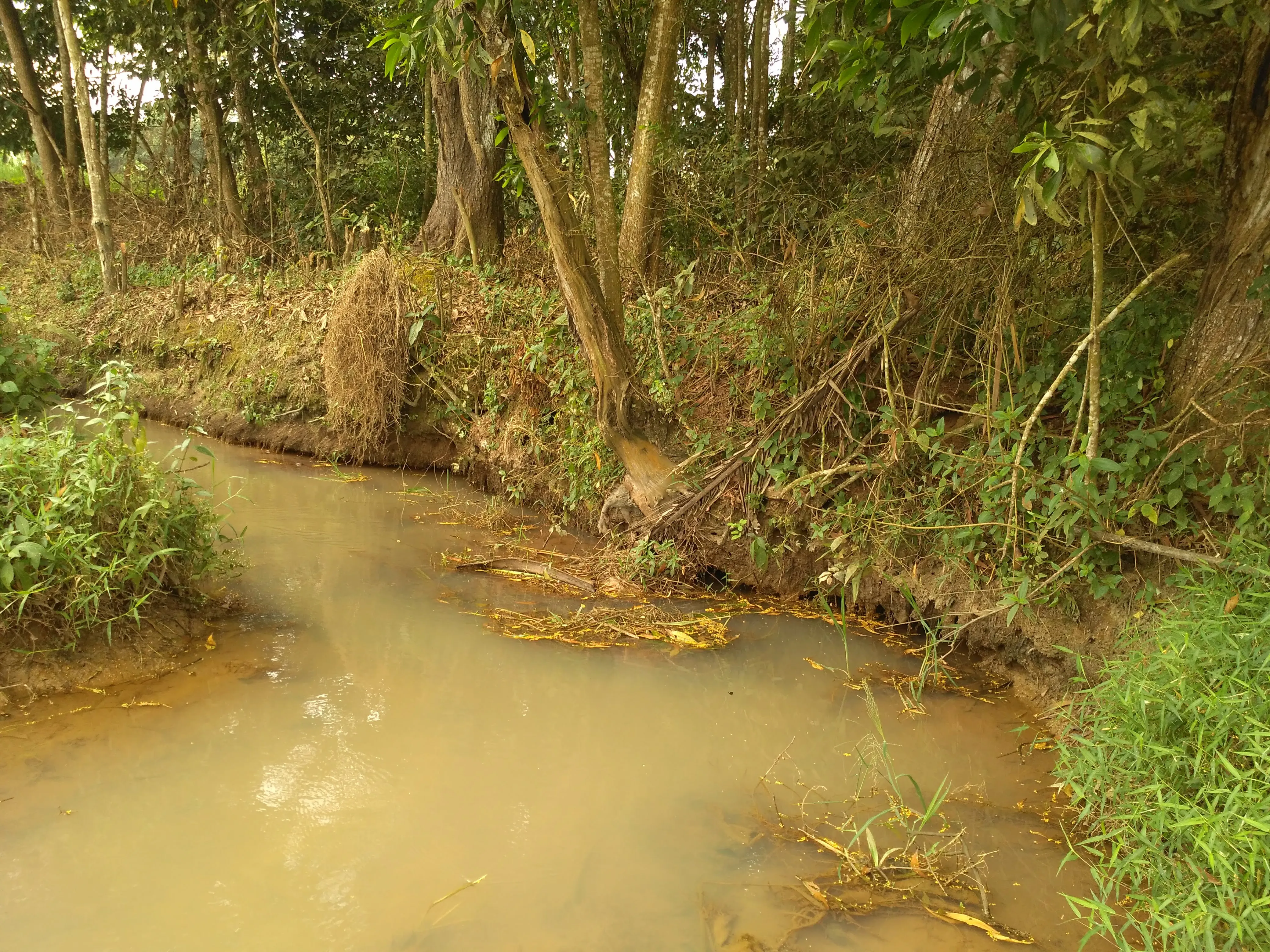 Ikan uceng - Habitat