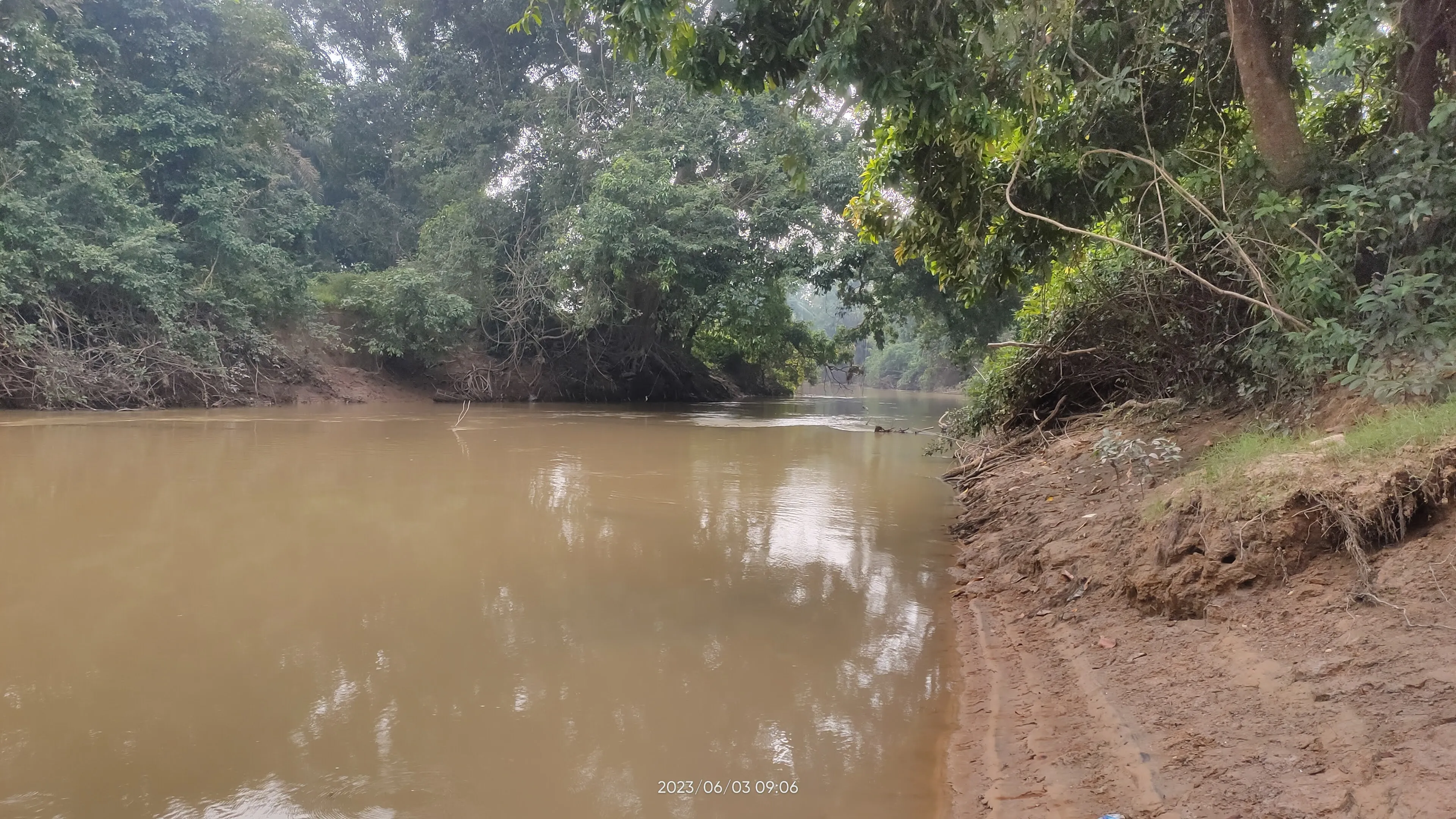 Ikan Lampan - Habitat